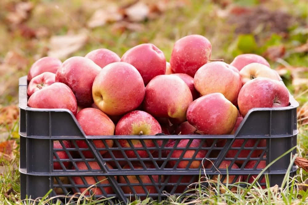Harvest Time, fall apples, black plastic crate, SD Desktop Wallpaper
