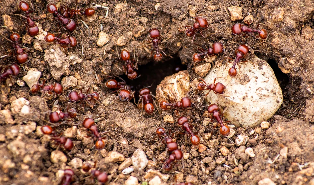 Harvester Ant