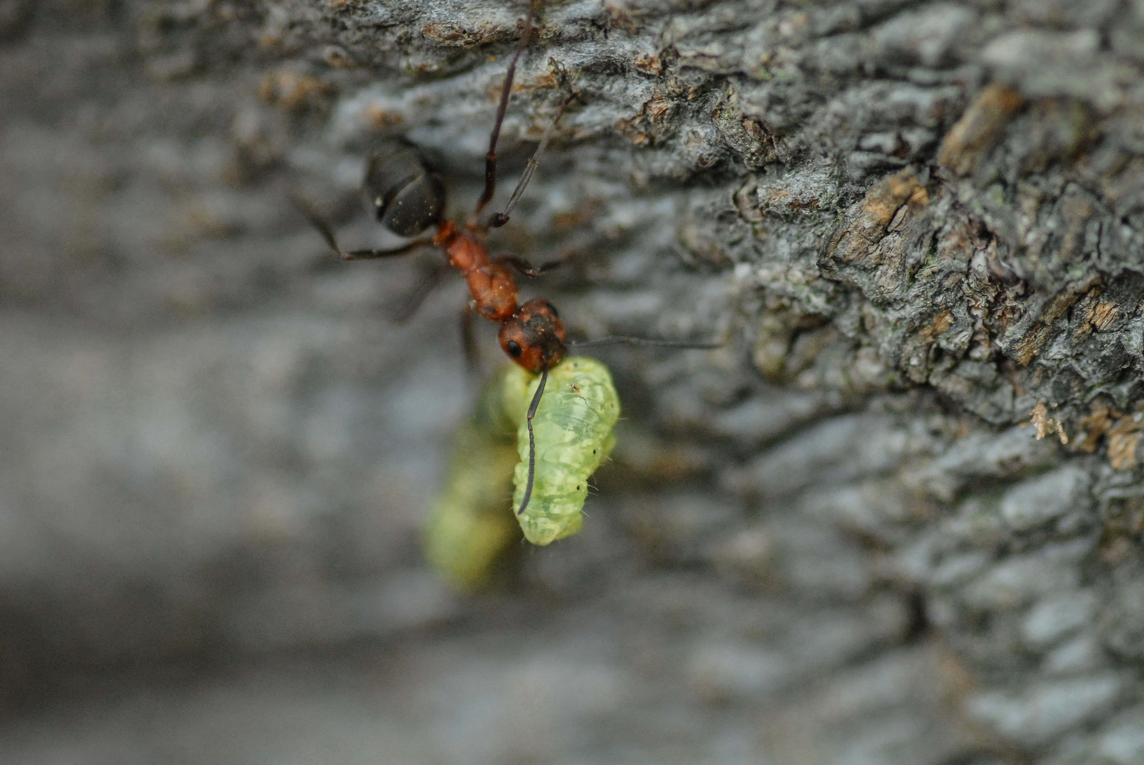 Harvester Ant, red and black ant, bright green larva, 4K Desktop Wallpaper
