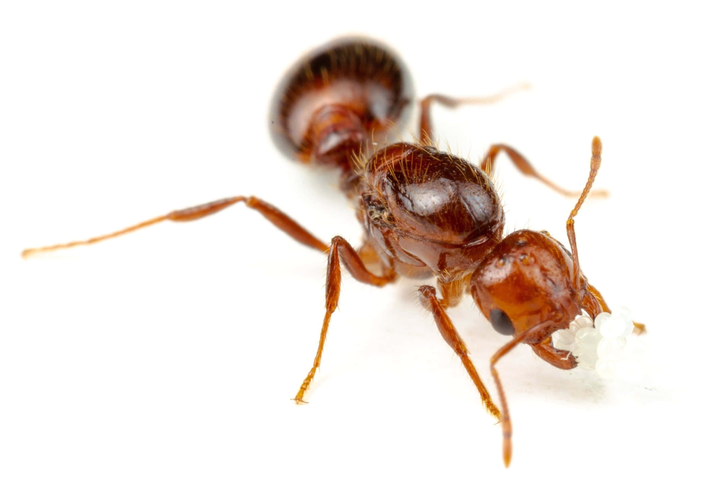 Harvester Ant, reddish-brown, white food particle, Full HD Desktop Wallpaper