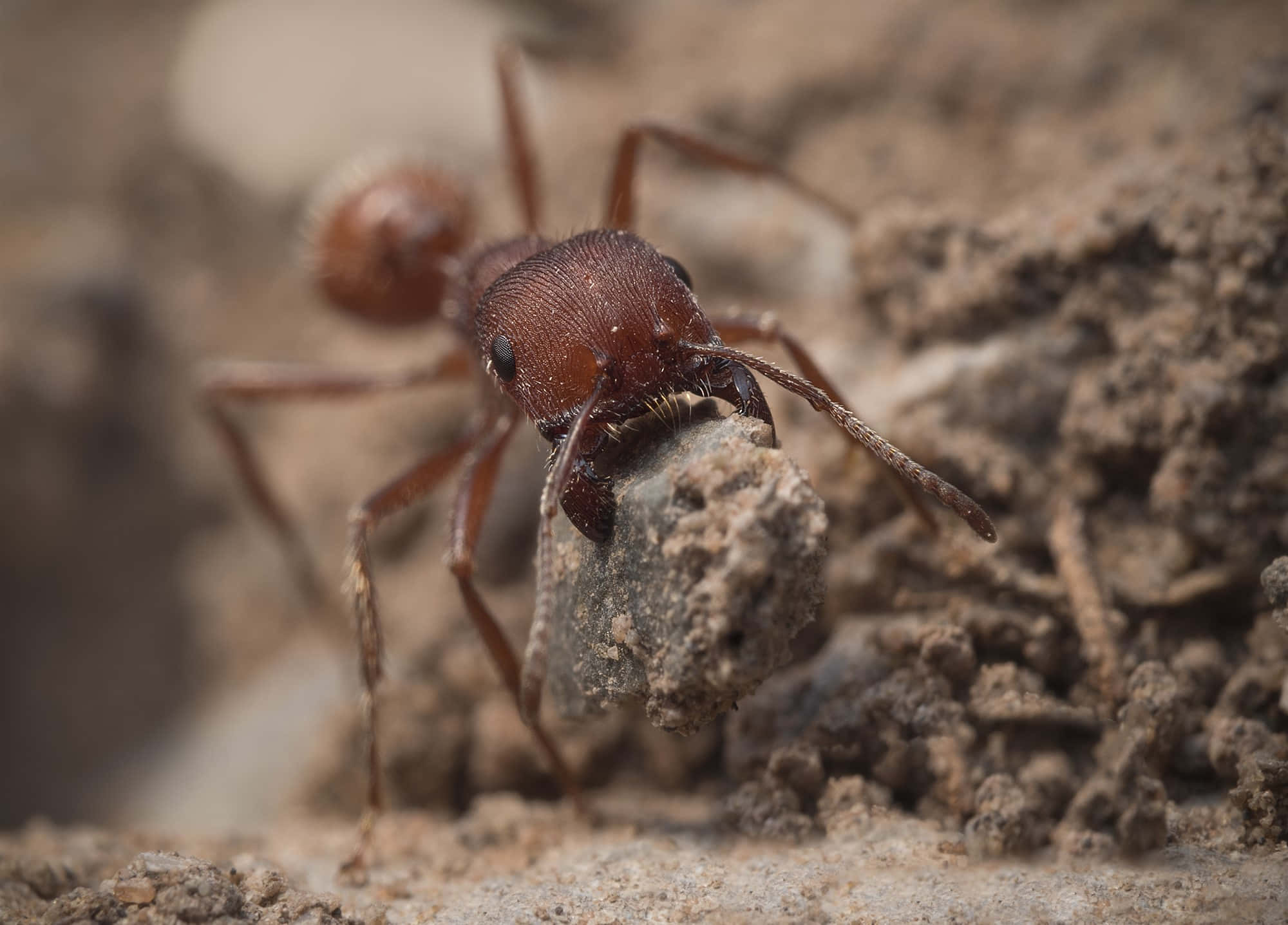 Harvester Ant, reddish-brown, pebble, Full HD Desktop Wallpaper