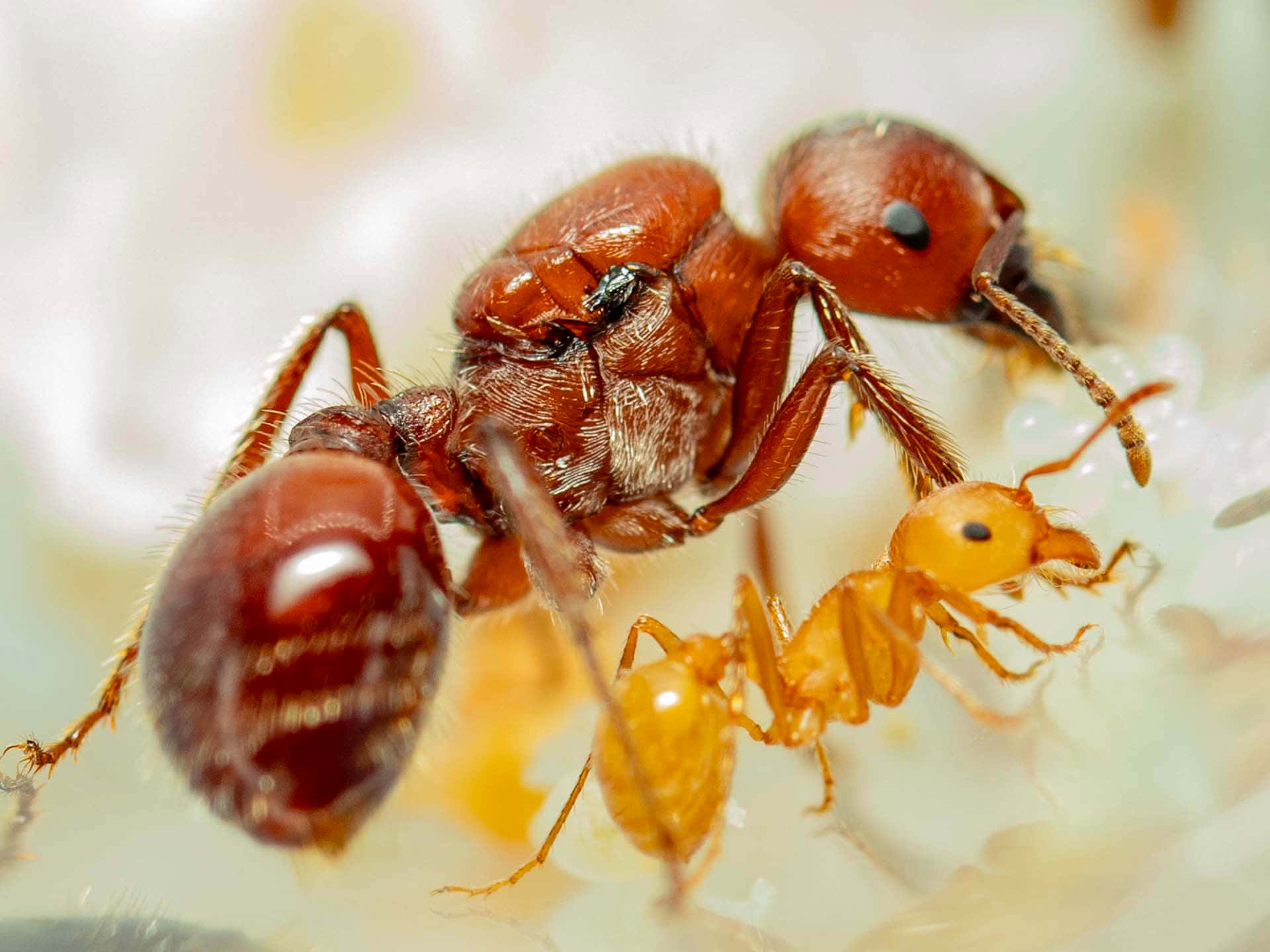 harvester ant, reddish ant, yellow ants, Full HD Desktop Wallpaper