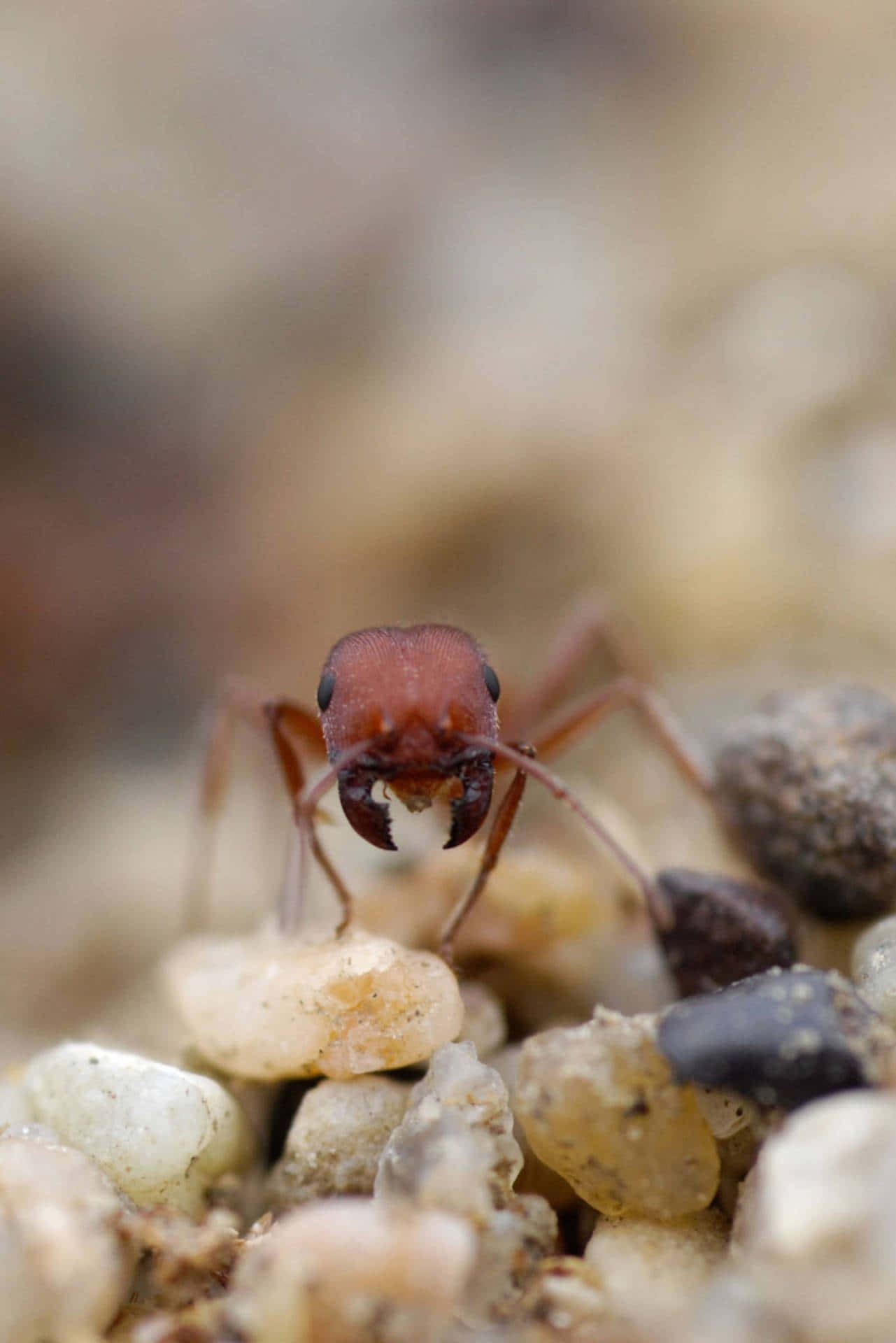 harvester ant, reddish-brown, prominent mandibles, Full HD Phone Wallpaper