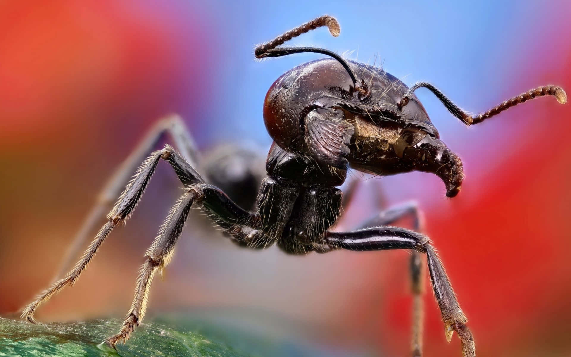 harvester ant, black ant, hairy legs, Full HD Desktop Wallpaper