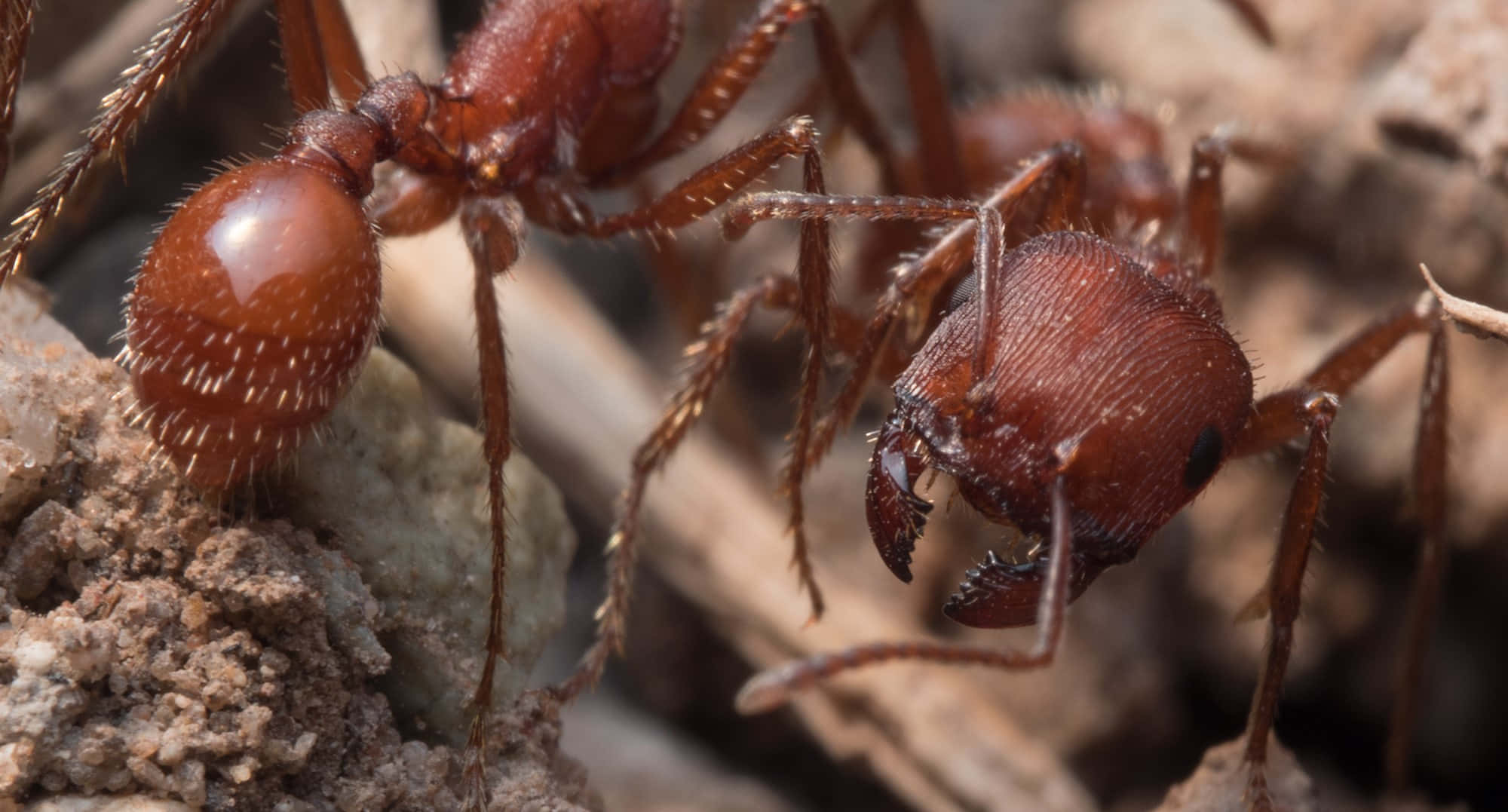 harvester ants, reddish-brown, exoskeletons, Full HD Desktop Wallpaper