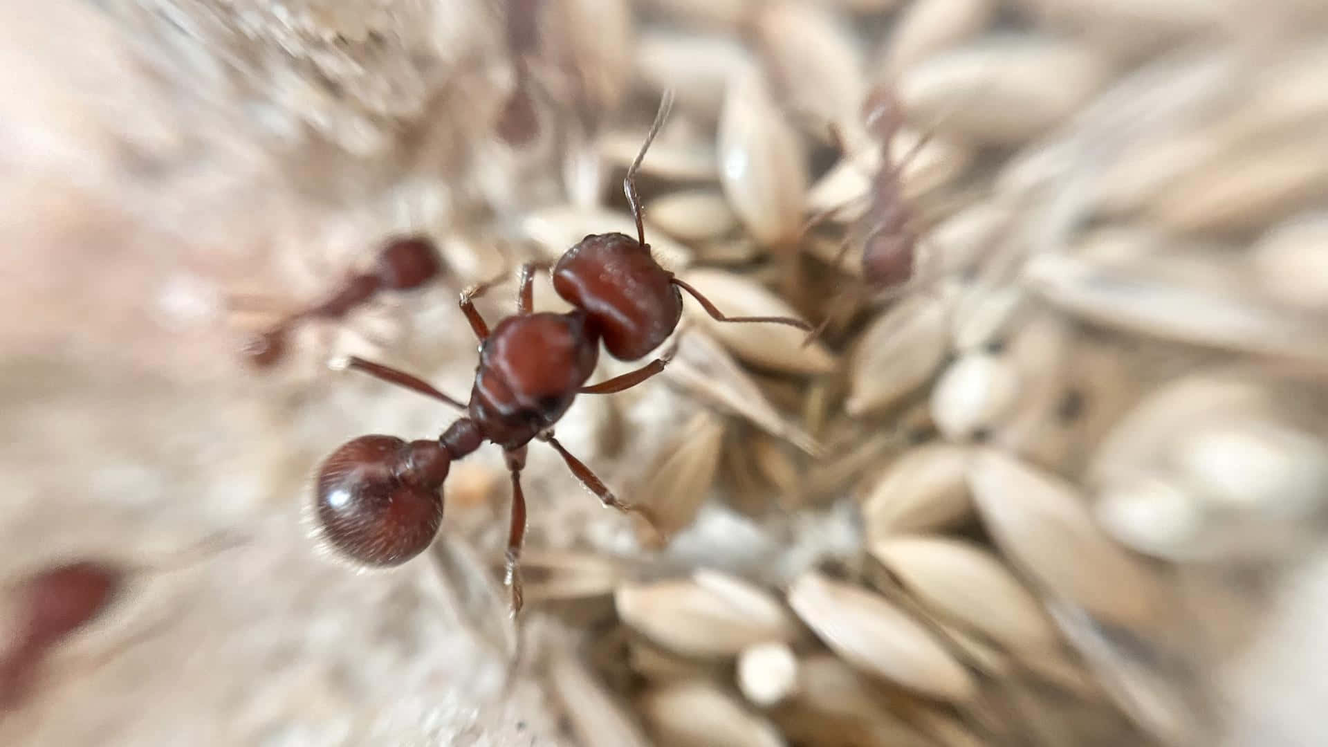 harvester ant, reddish-brown ant, pale wheat grains, Full HD Desktop Wallpaper