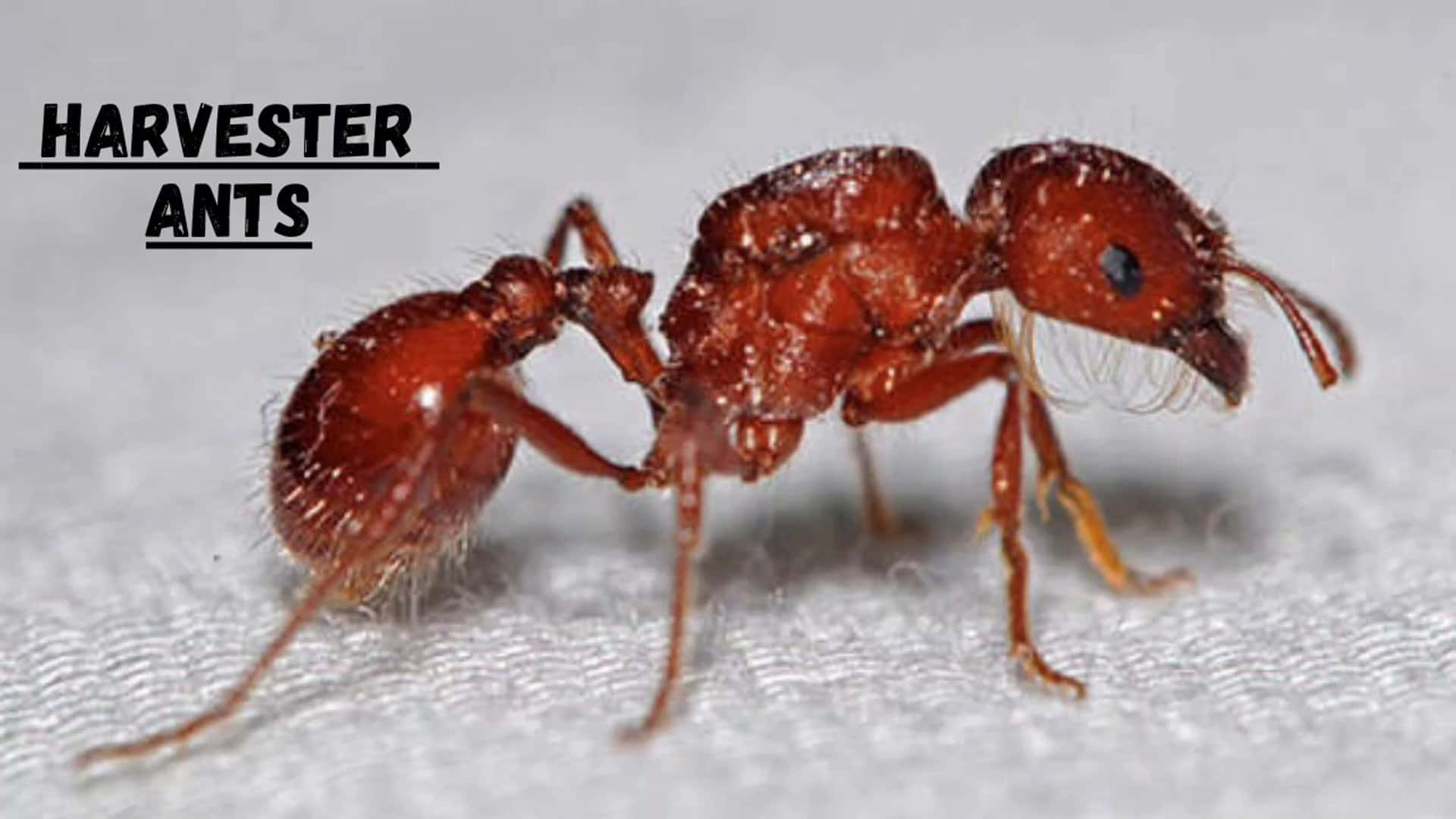 harvester ant, reddish-brown, fine hairs, Full HD Desktop Wallpaper