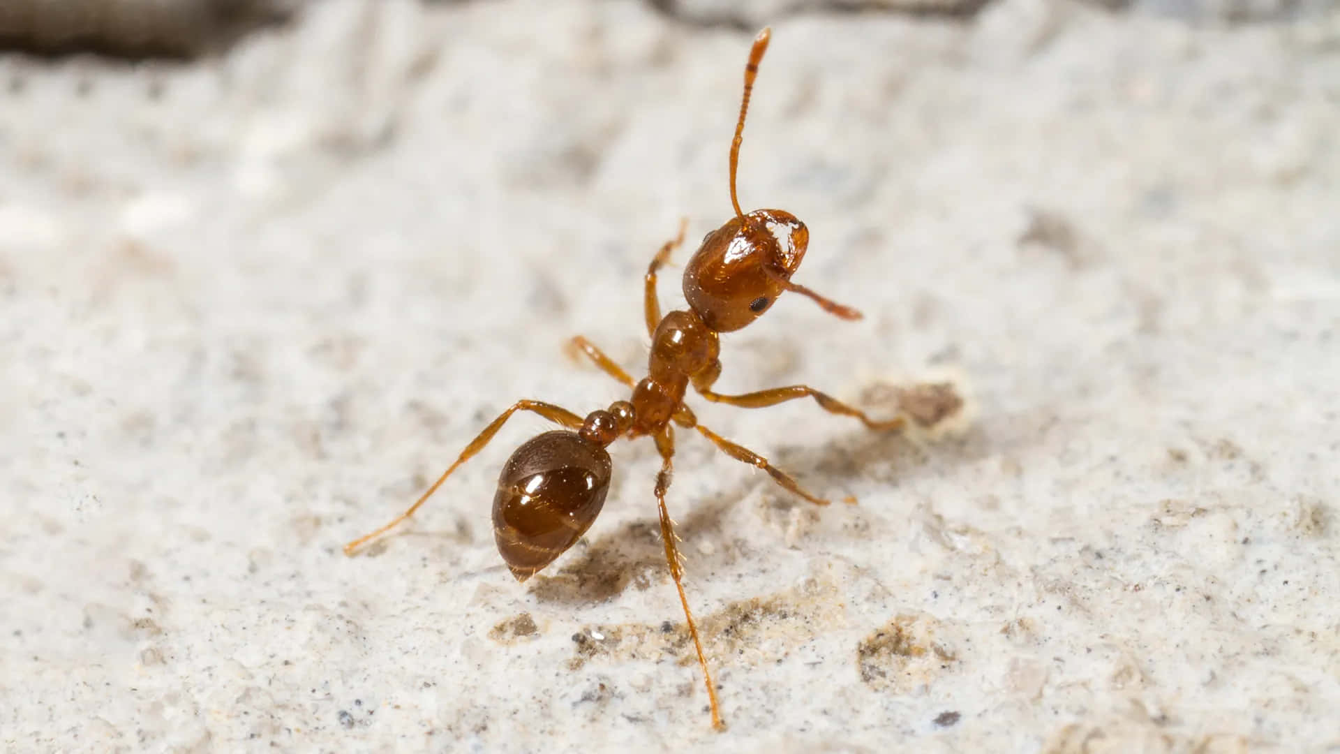 Harvester Ant, reddish-brown, light speckled surface, Full HD Desktop Wallpaper