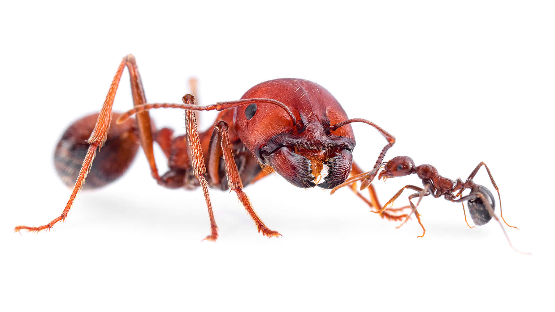 Harvester Ant, reddish-brown, macro shot, Full HD Desktop Wallpaper