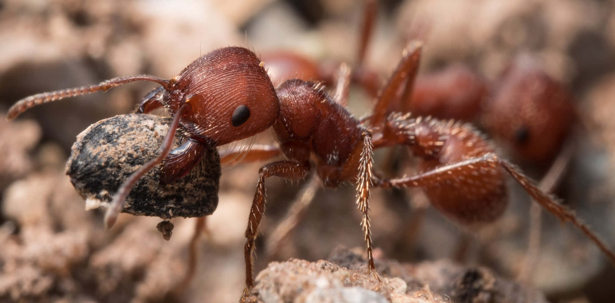 Harvester Ant, reddish-brown, dark pebble, Full HD Desktop Wallpaper