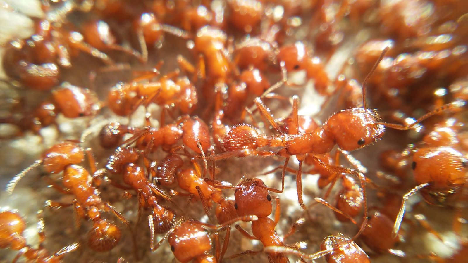 harvester ants, reddish-brown, light surface, HD Desktop Wallpaper