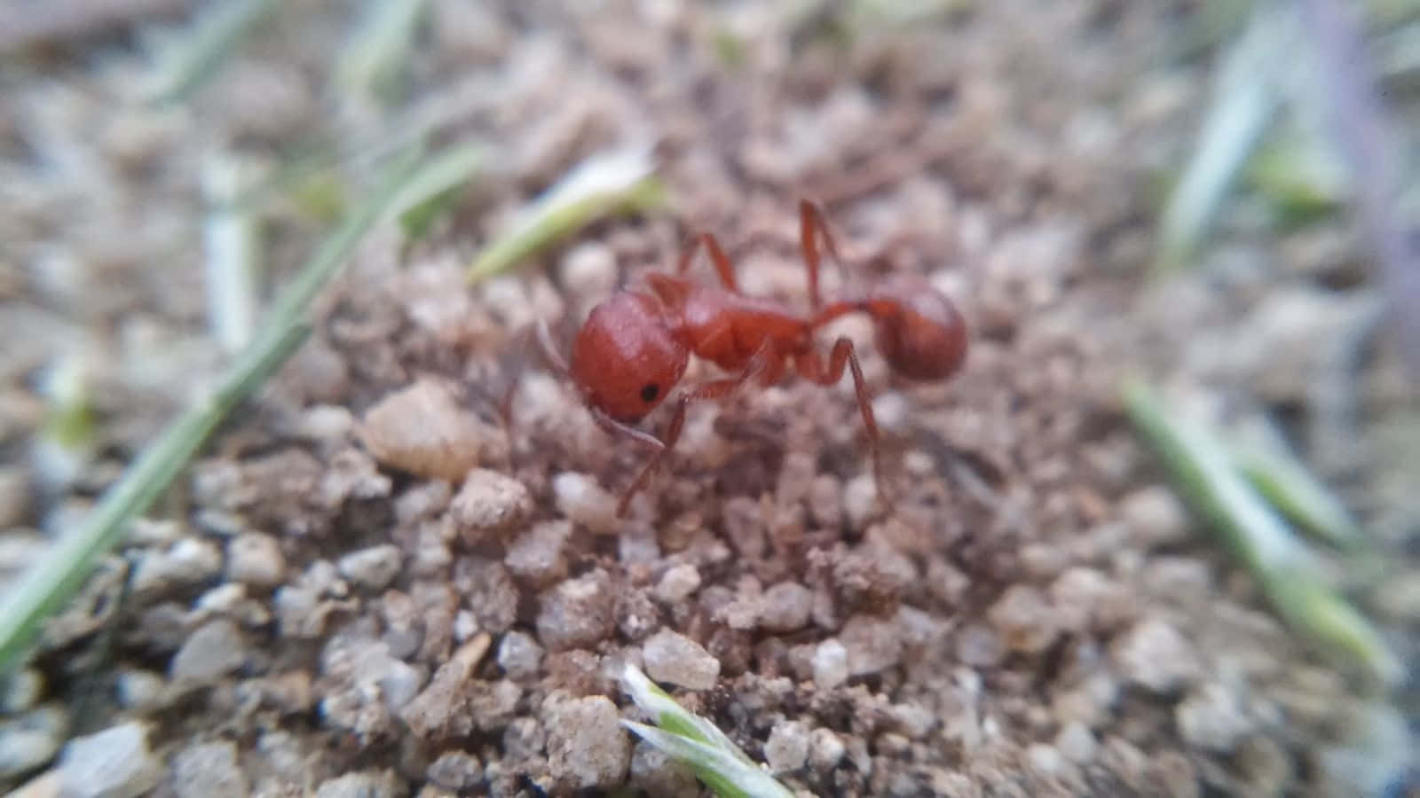 harvester ant, bright red, gritty sandy terrain, HD Desktop Wallpaper