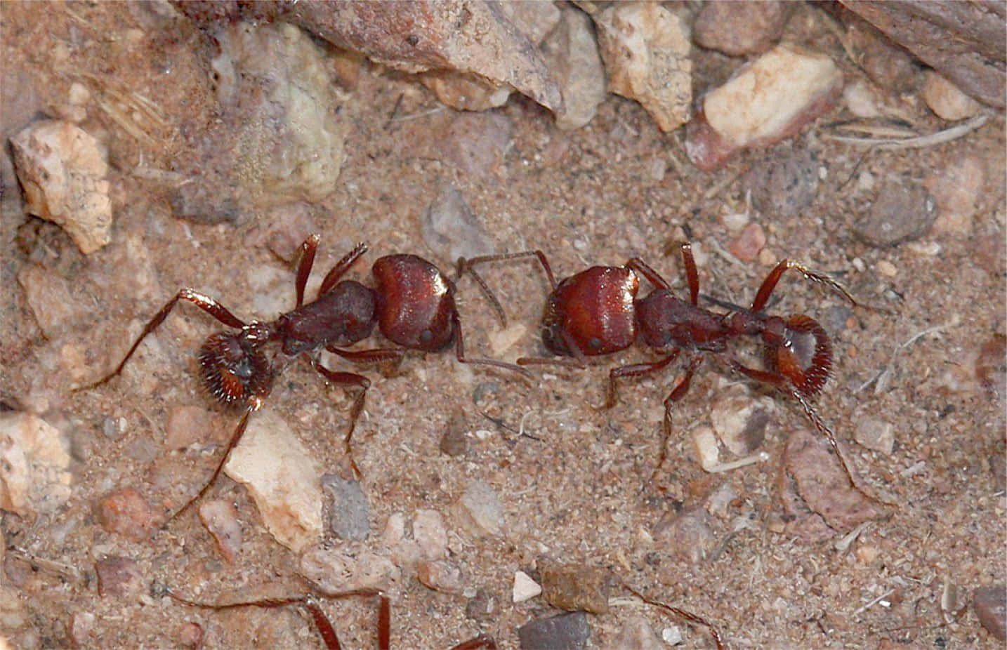 Harvester Ant, reddish-brown, gritty sandy terrain, HD Desktop Wallpaper