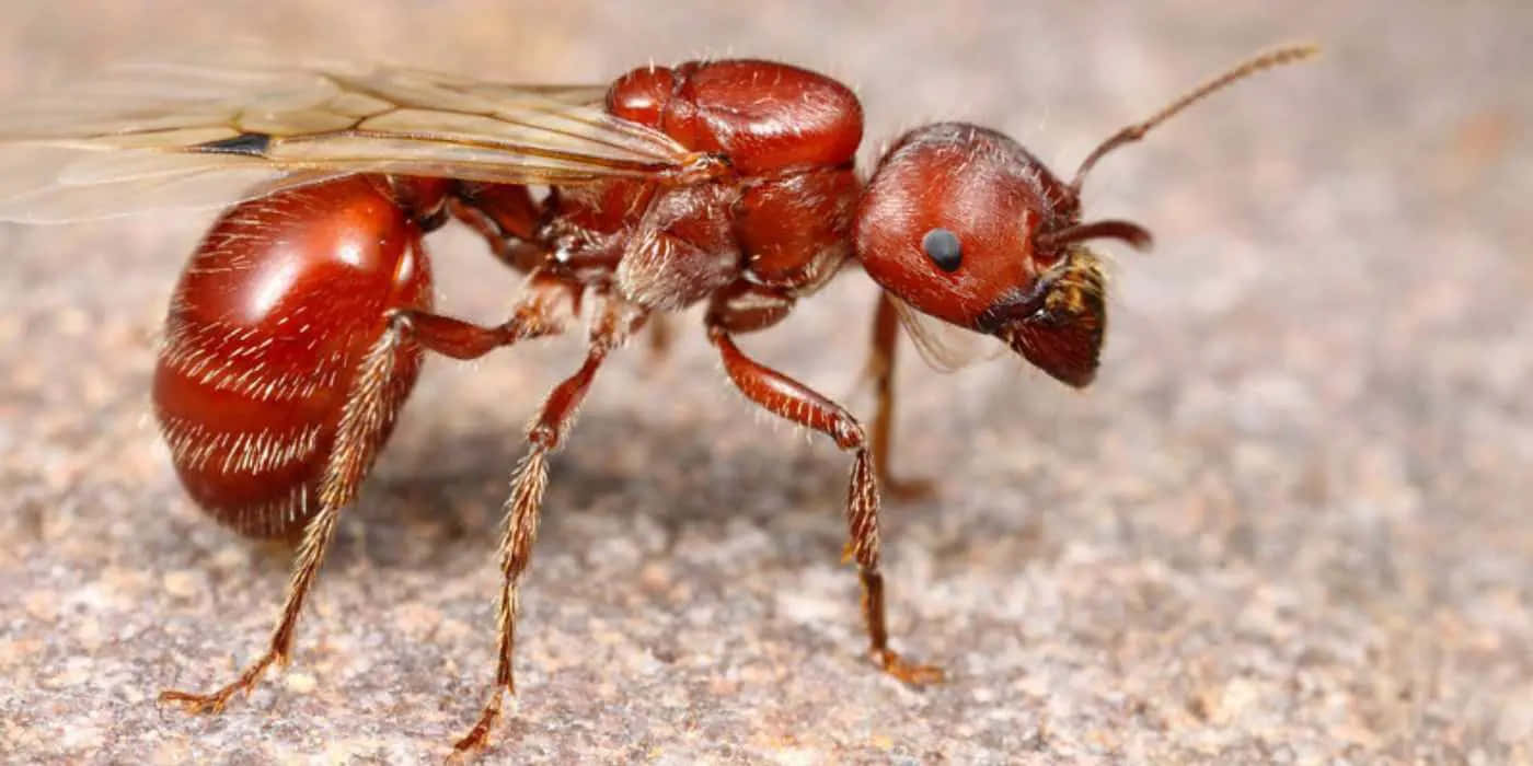Harvester Ant, reddish-brown, translucent wings, HD Desktop Wallpaper
