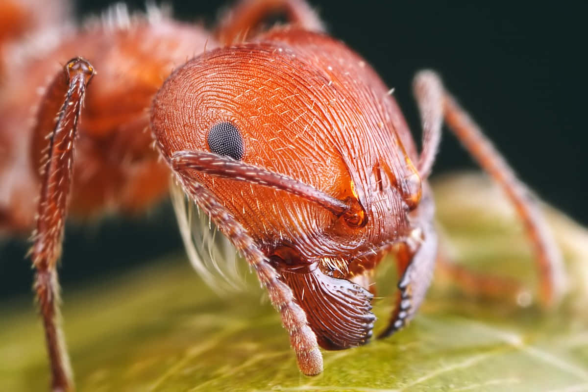 harvester ant, reddish-brown, textured head, SD Desktop Wallpaper