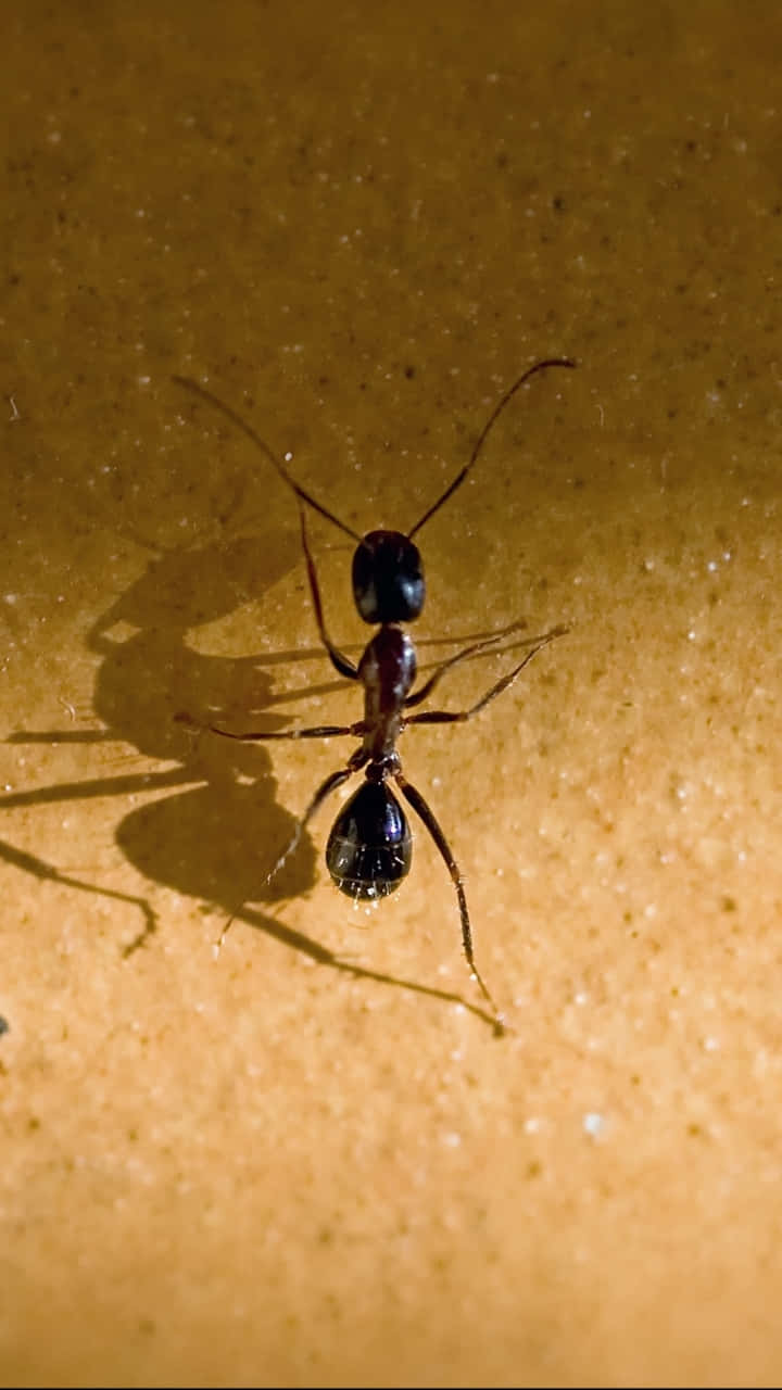 Harvester Ant, black ant, long antennae, HD Phone Wallpaper