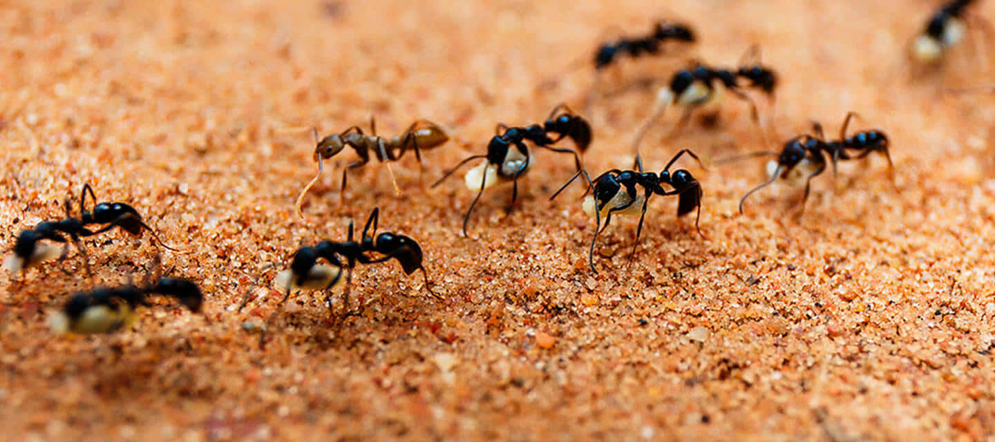 Harvester Ant, black and yellow, textured orange sand, HD Desktop Wallpaper