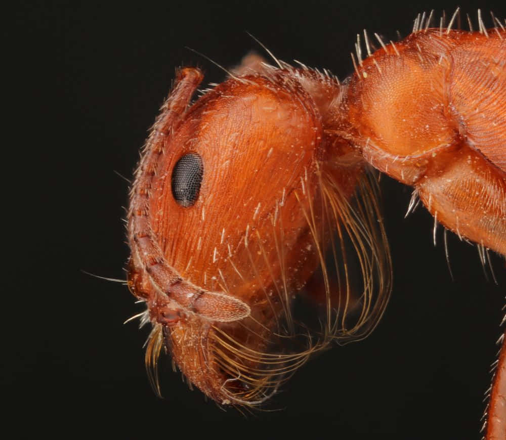 harvester ant, reddish-brown, compound eye, SD Desktop Wallpaper