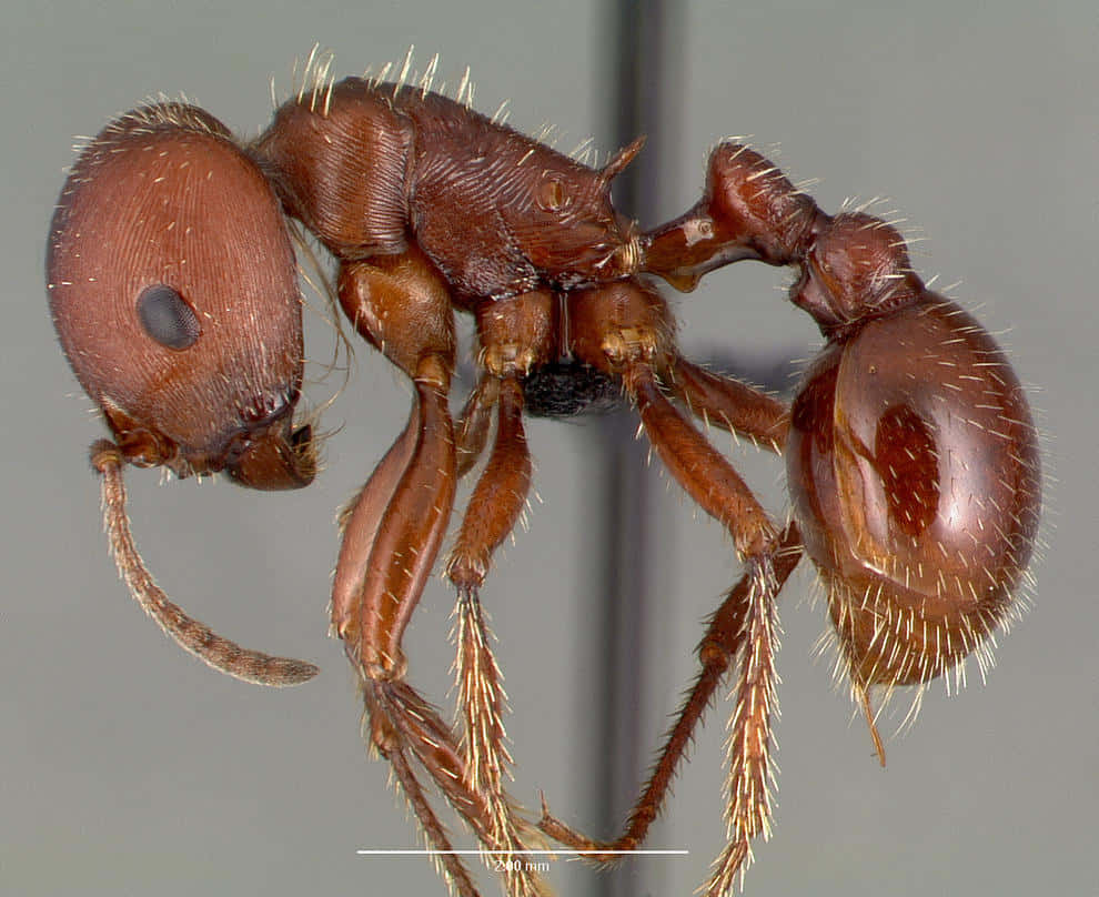 harvester ant, reddish-brown, fine hairs, SD Desktop Wallpaper