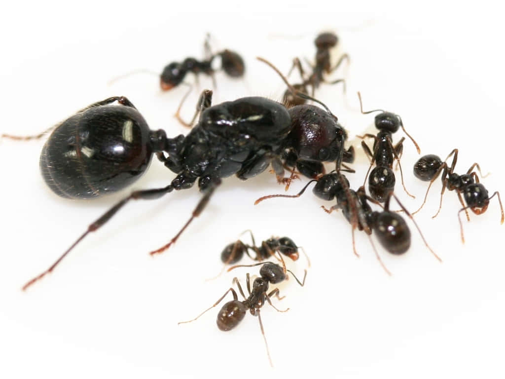Harvester Ant, glossy black, visible legs, SD Desktop Wallpaper