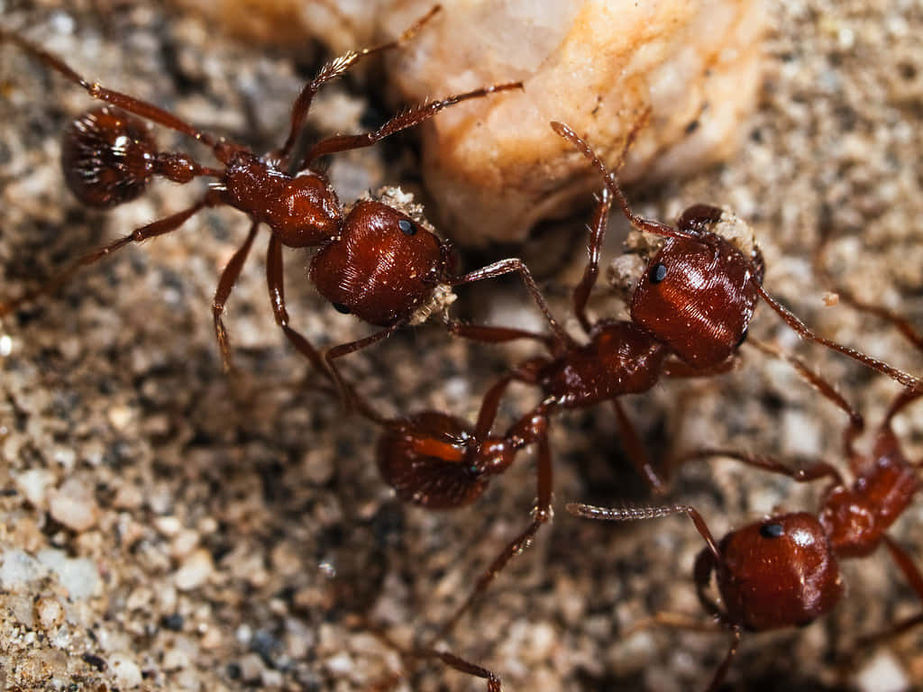 Harvester Ant, reddish-brown, light-colored rock, SD Desktop Wallpaper