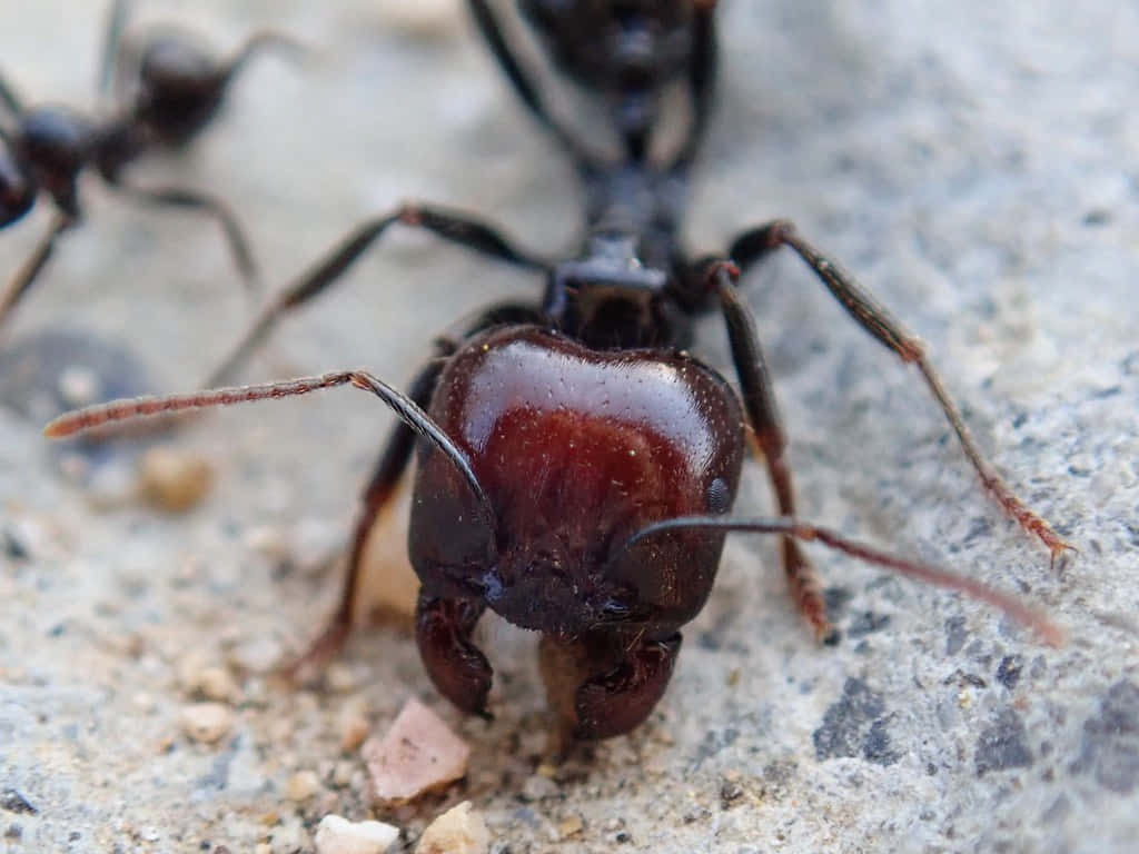 harvester ant, dark reddish-brown, prominent mandibles, SD Desktop Wallpaper