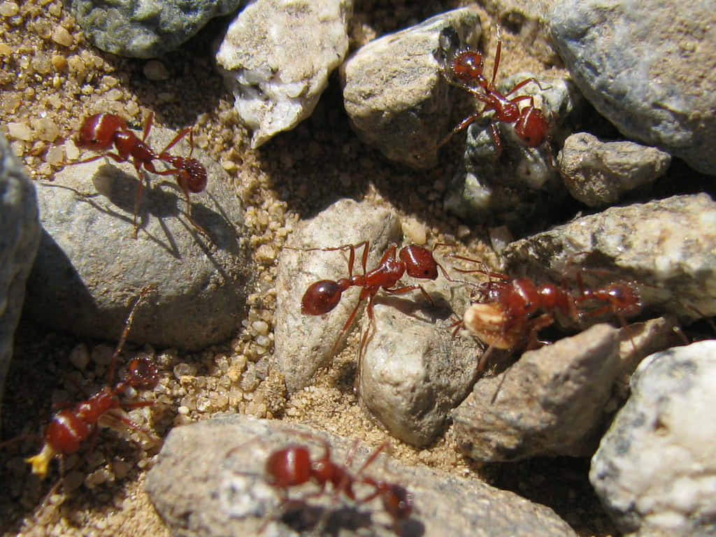 Harvester Ant, bright red ants, rugged terrain, SD Desktop Wallpaper