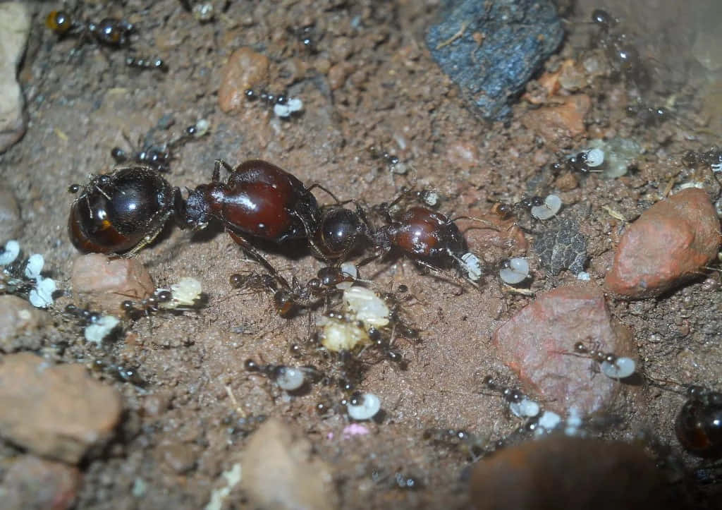 Harvester Ant, glossy black ants, white eggs, SD Desktop Wallpaper