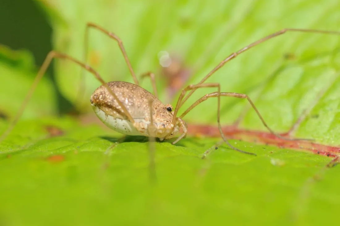 Harvestman