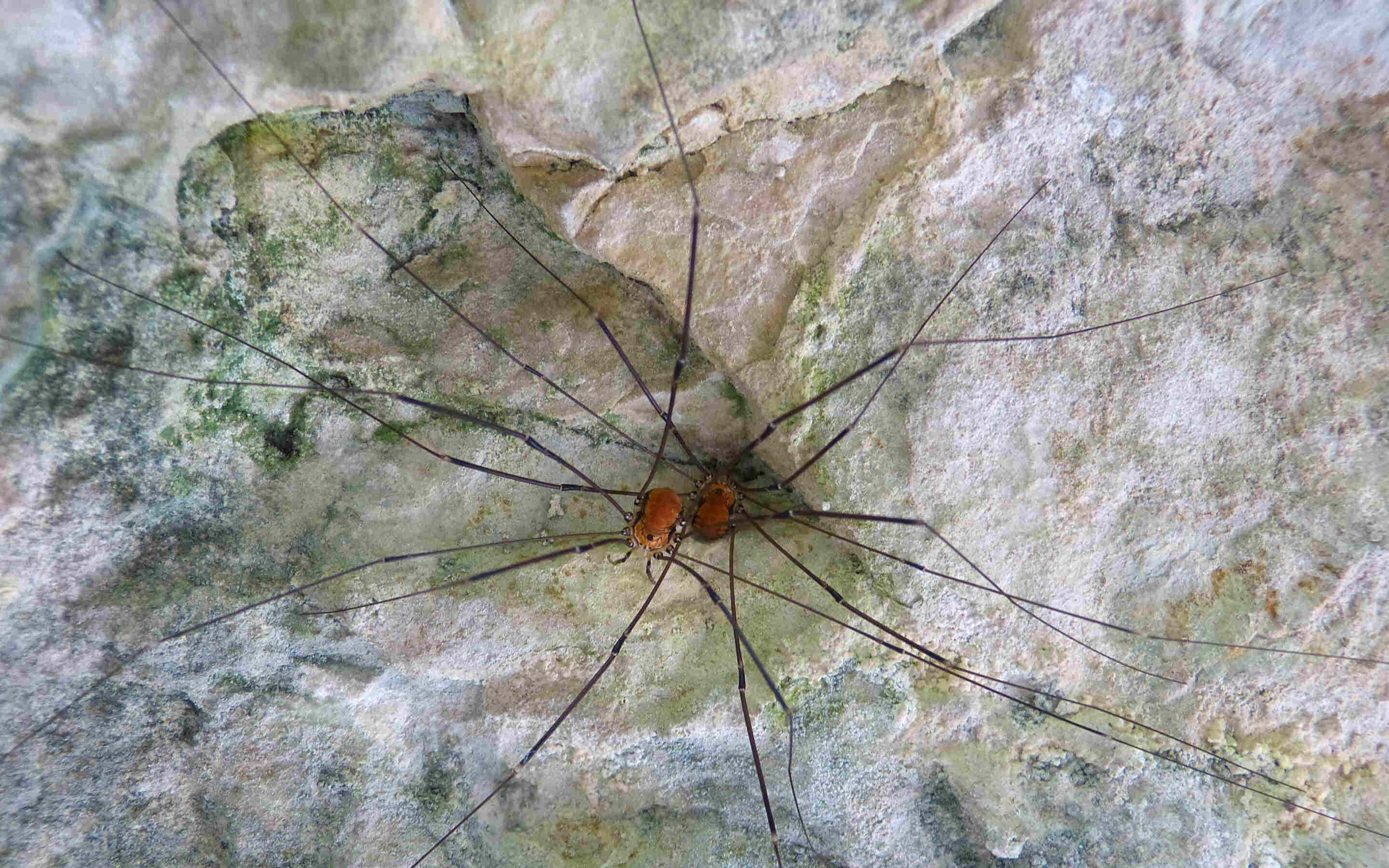 Harvestman, rock texture, mossy rock surface, 2K Desktop Wallpaper