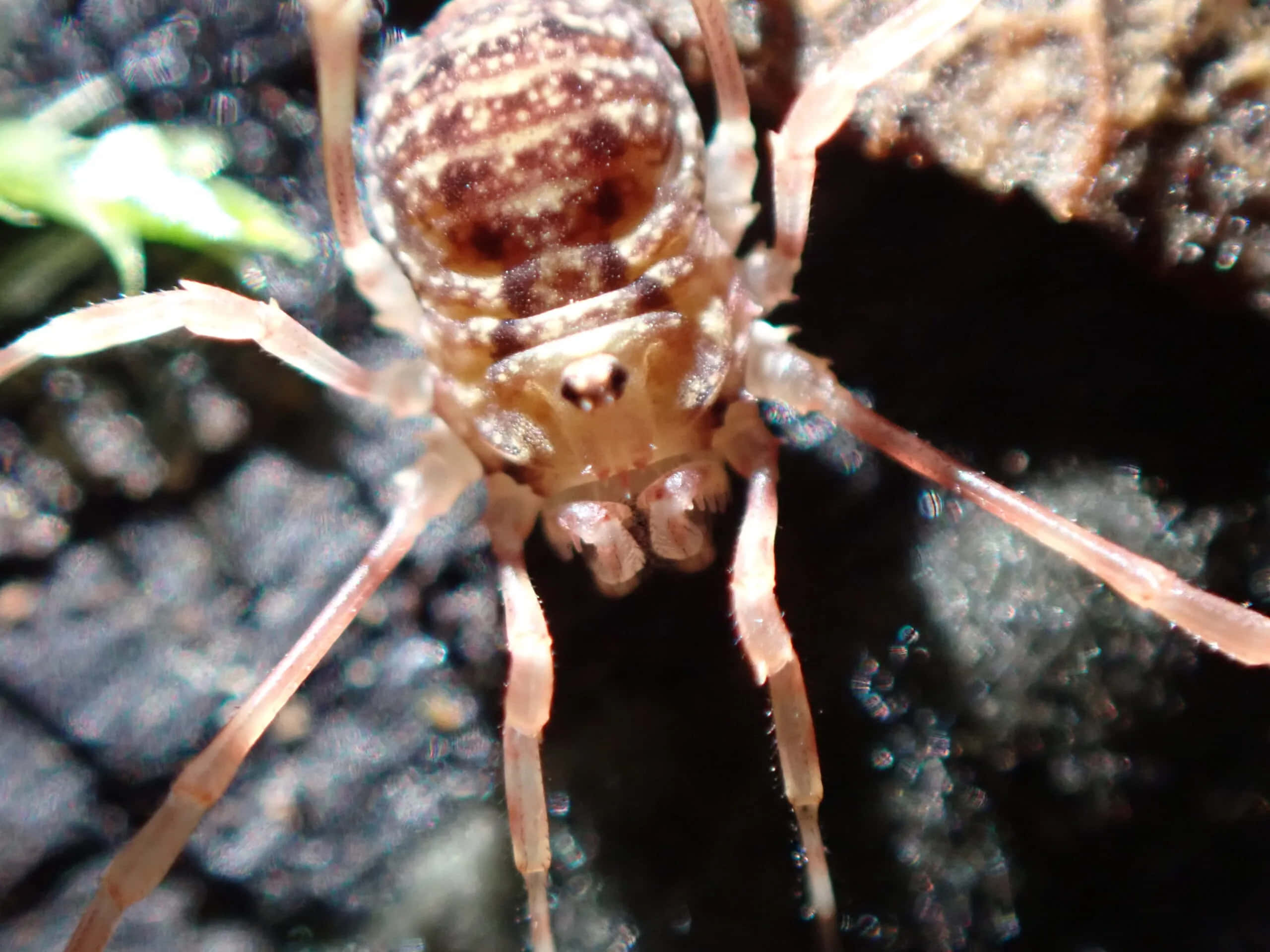 Harvestman, spotted beige body, long legs, 2K Desktop Wallpaper