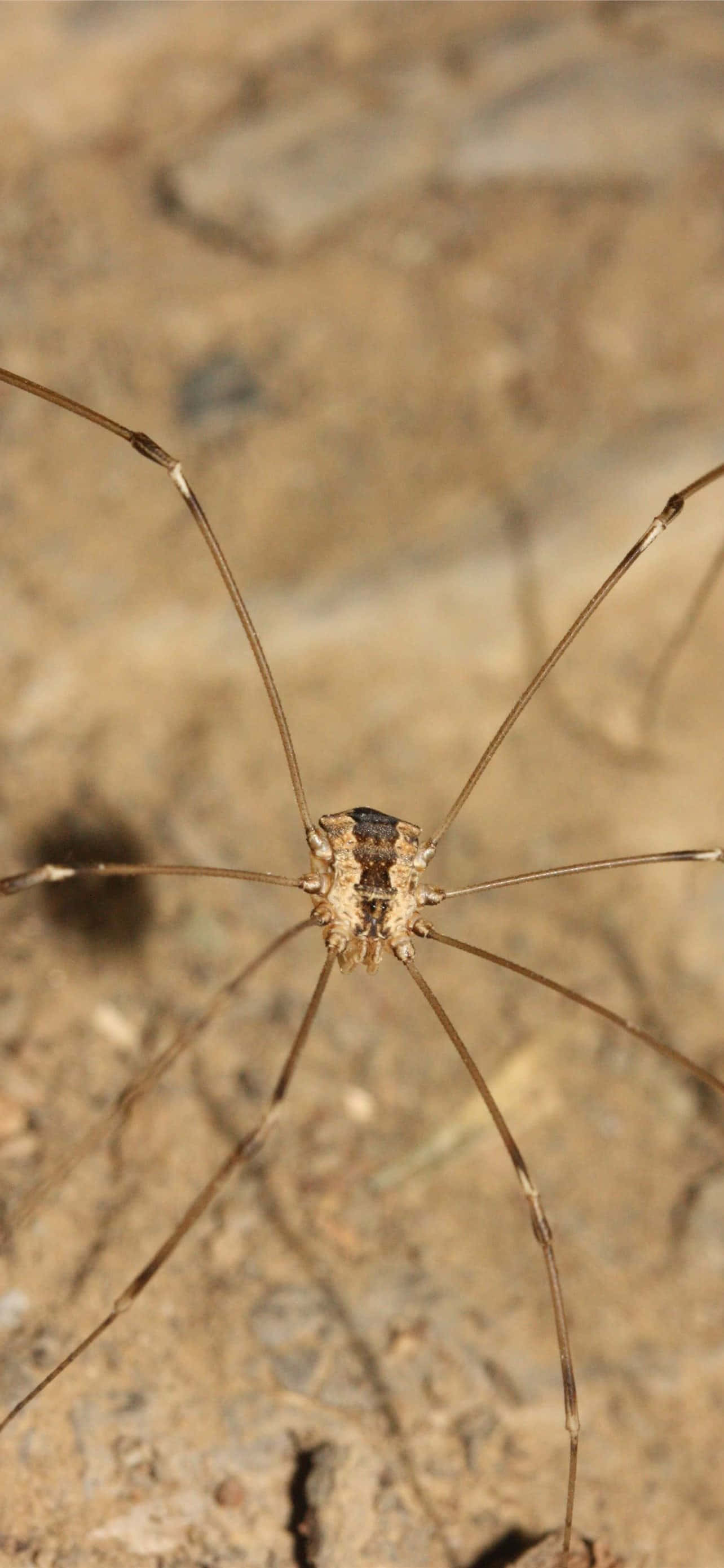 Harvestman, spideron, earth tone background, 2K Phone Wallpaper
