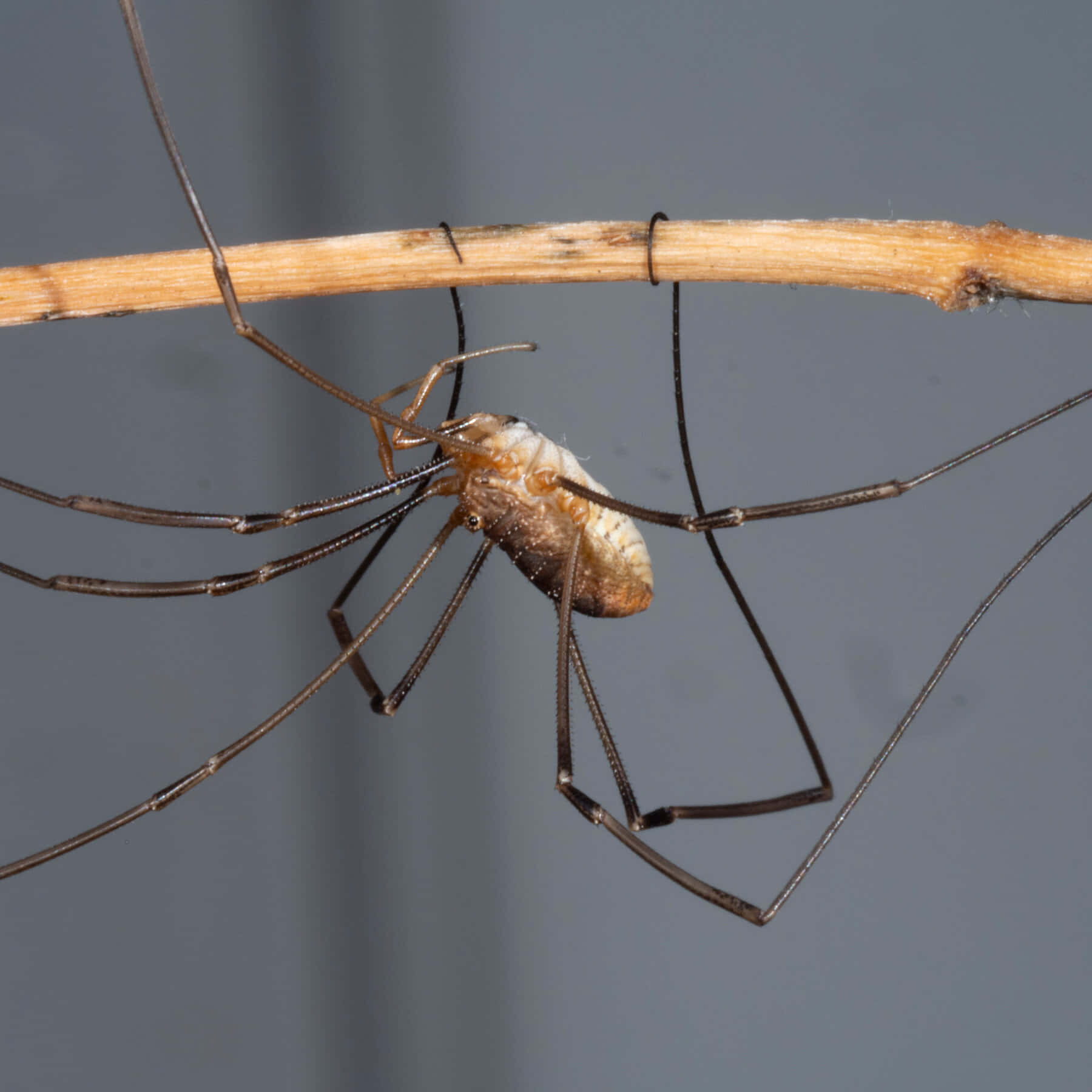 Harvestman, twig, dry twig, HD Desktop Wallpaper