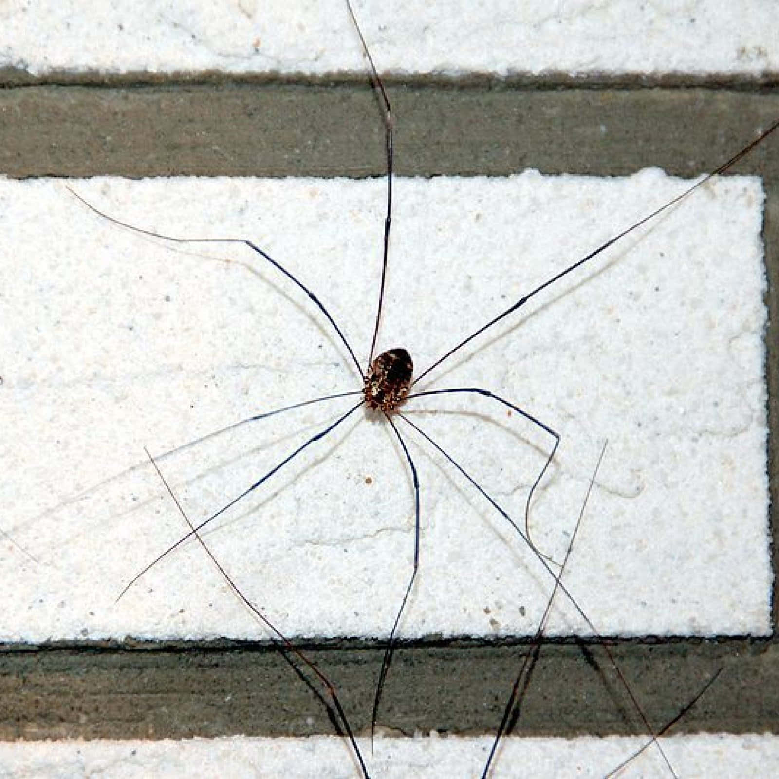 Harvestman, white textured siding, slender black legs, HD Desktop Wallpaper