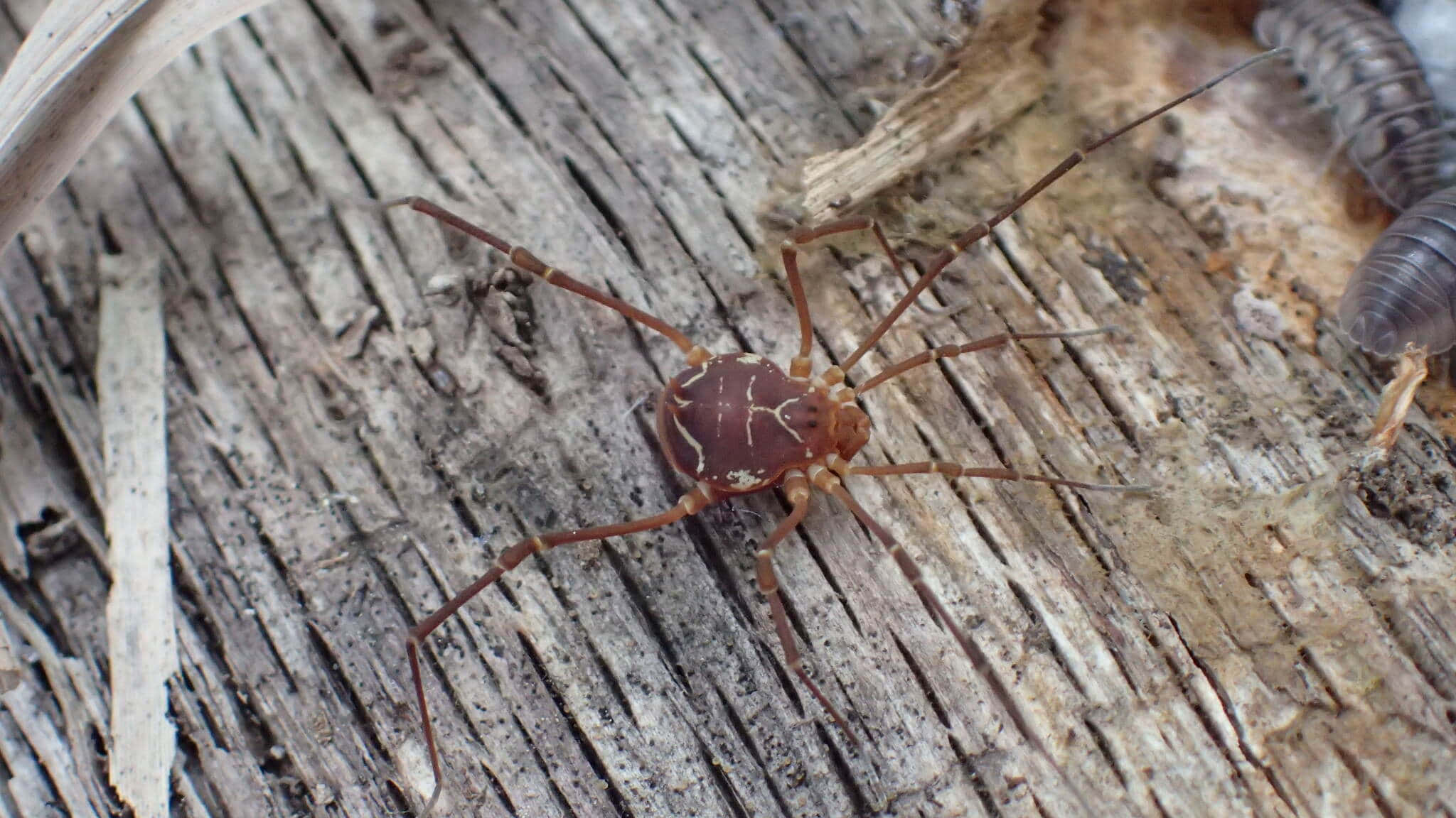 Harvestman, reddish-brown, long legs, Full HD Desktop Wallpaper