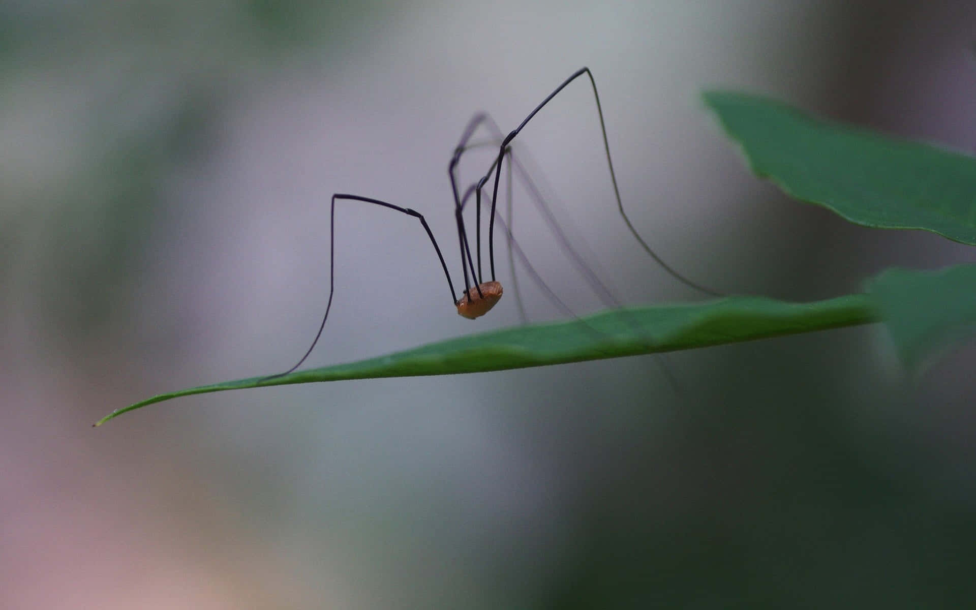 Harvestman, leaf, vibrant green leaf, Full HD Desktop Wallpaper