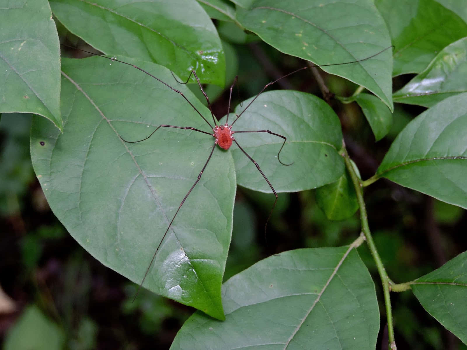 red harvestman, green leaf, glossy green leaf, HD Desktop Wallpaper