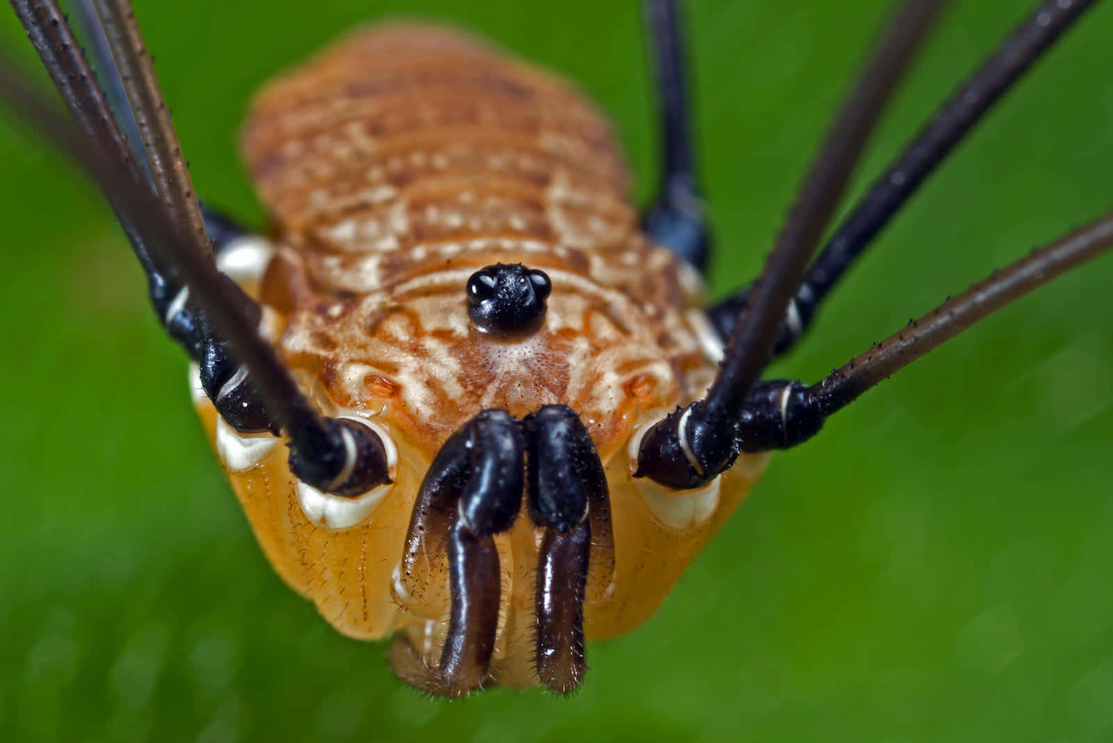 Harvestman, orange-brown body, long black legs, HD Desktop Wallpaper