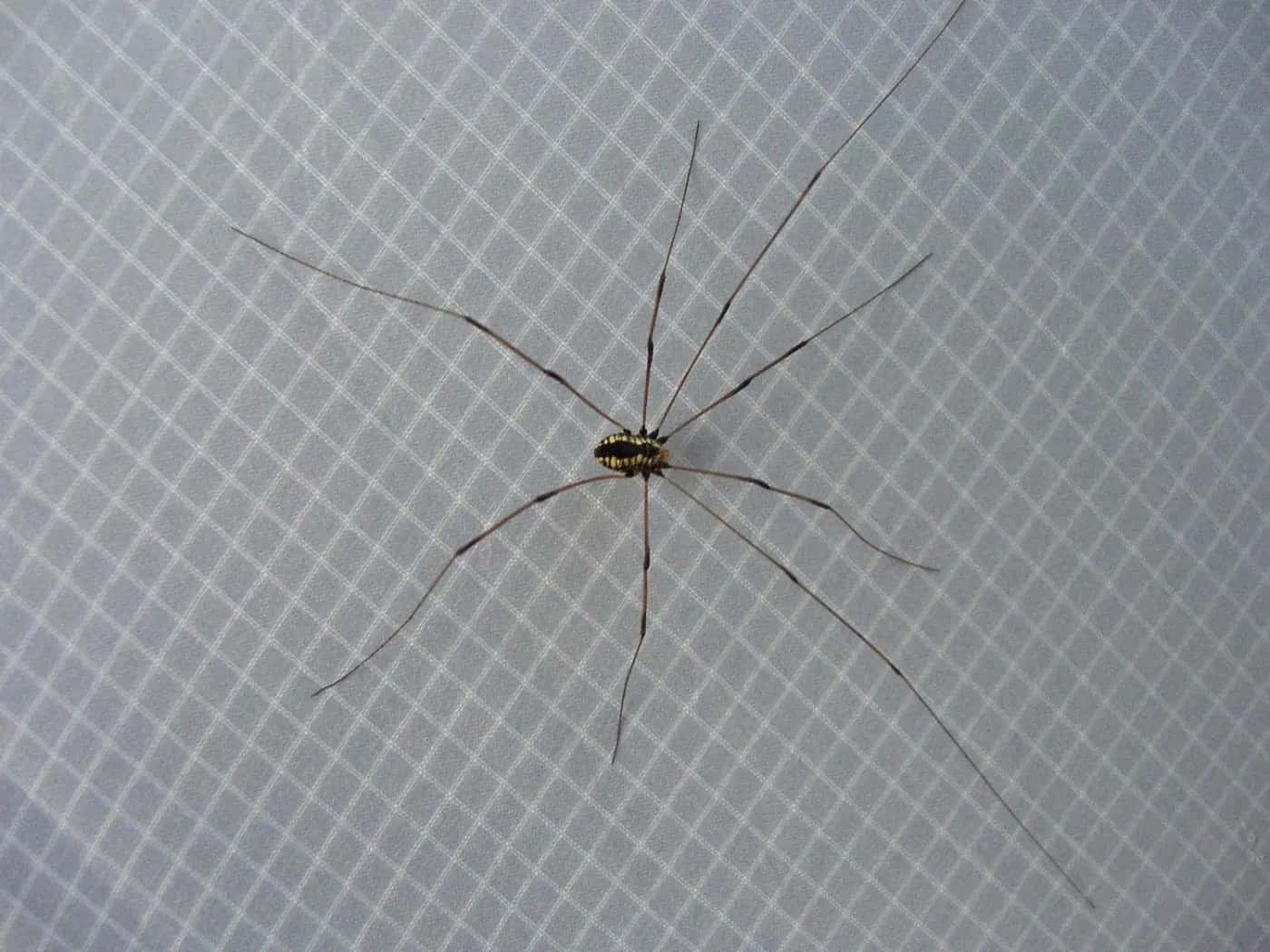 Harvestman, geometric background, light gray grid-patterned surface, HD Desktop Wallpaper