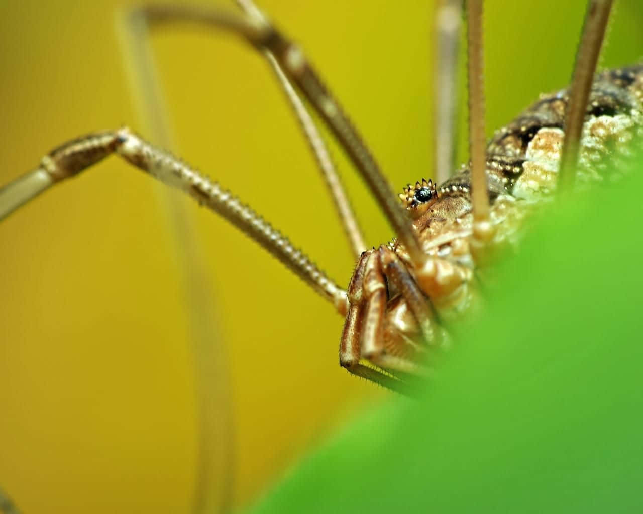 Harvestman, arachnid, long slender legs, HD Desktop Wallpaper