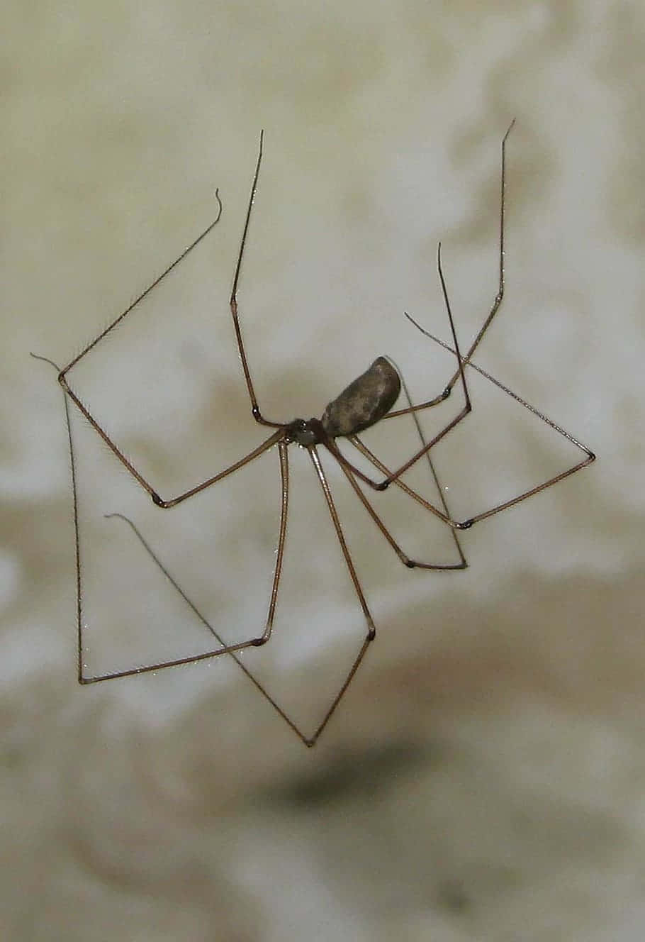 Harvestman, spider, long-legged, HD Phone Wallpaper