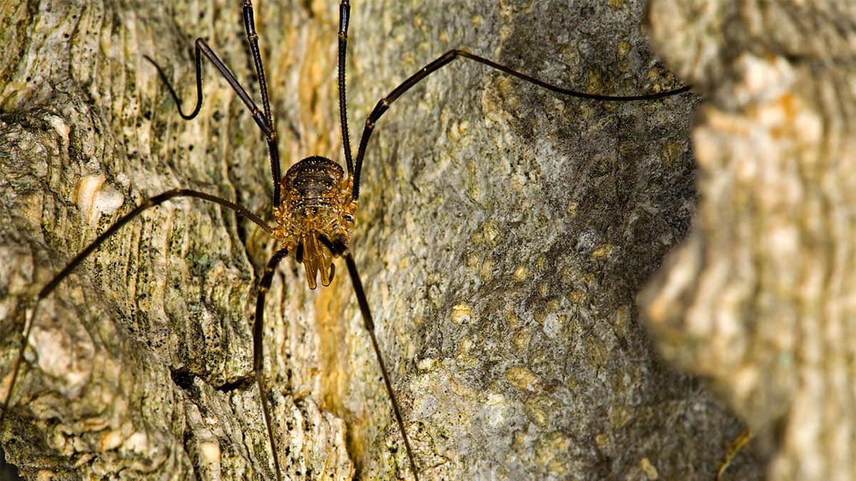 Harvestman, tree bark, rough textured bark, SD Desktop Wallpaper