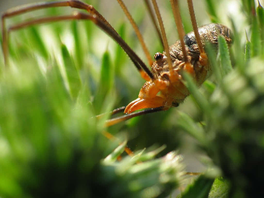 Harvestman, orange and brown, vibrant green spiky foliage, SD Desktop Wallpaper