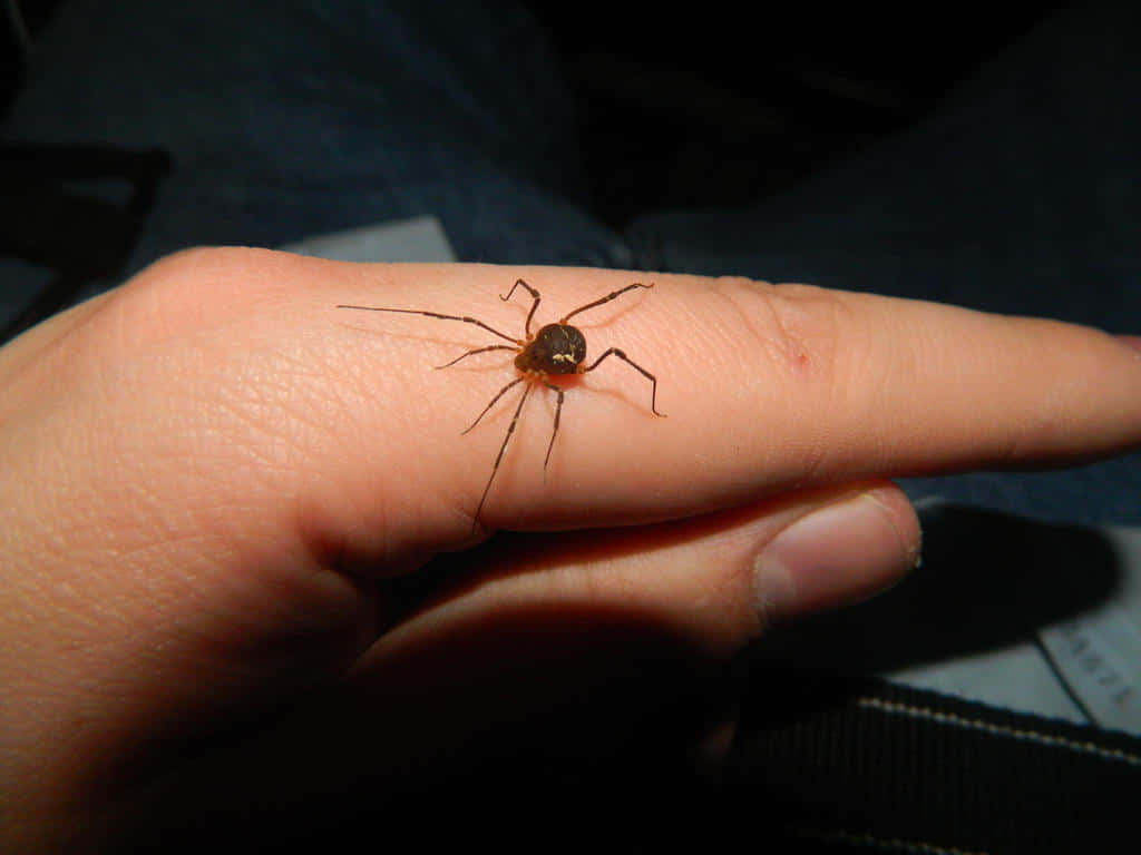 Harvestman, human hand, dark brown, SD Desktop Wallpaper