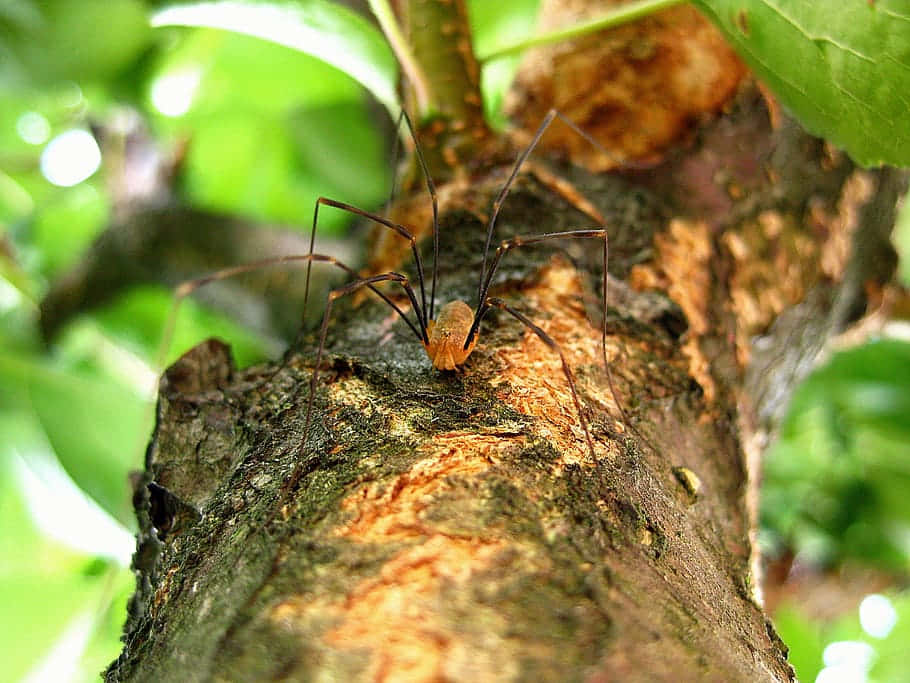 Harvestman, tree bark, long thin legs, SD Desktop Wallpaper