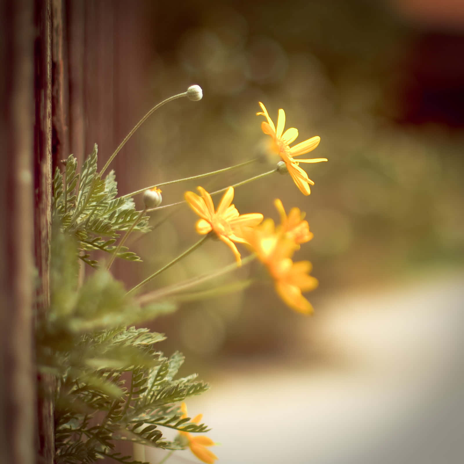 Hate Me, 1600 x 1600, vibrant yellow flowers, HD Desktop Wallpaper