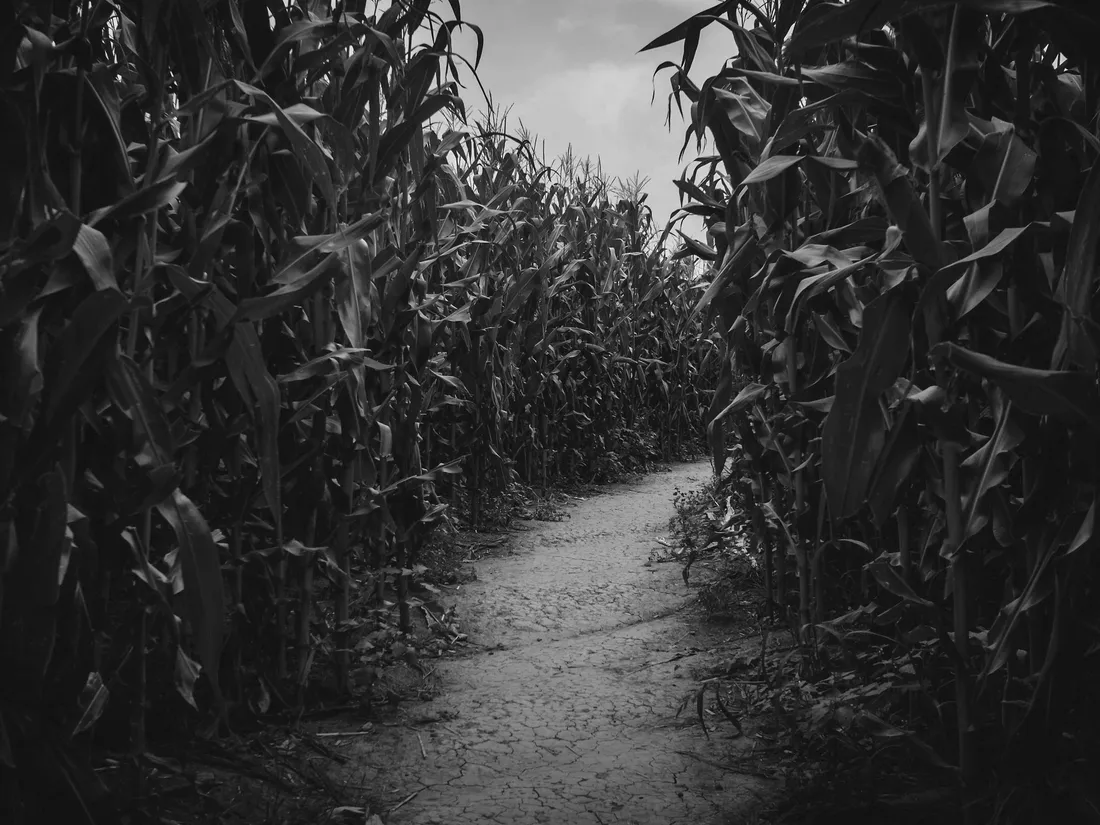 Haunted Corn Mazes