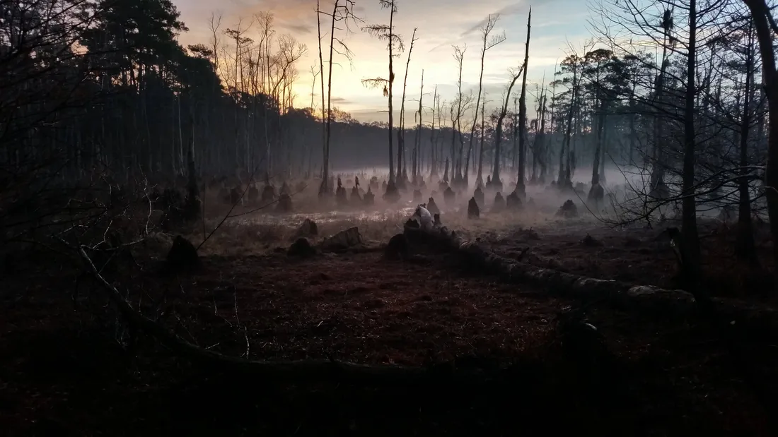 Haunted Forests