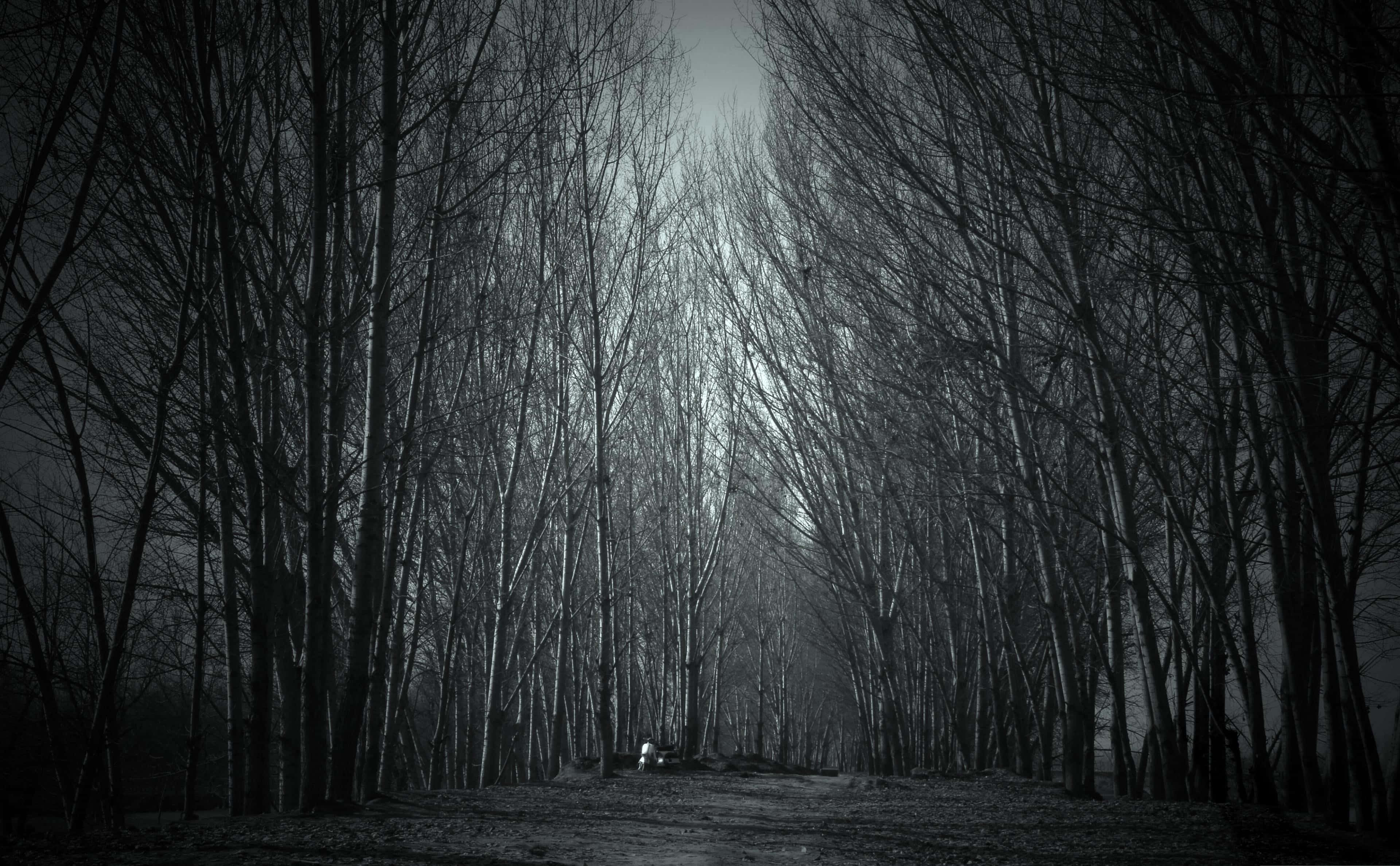 Haunted Forest, twilight sky, narrow path, 4K Desktop Wallpaper
