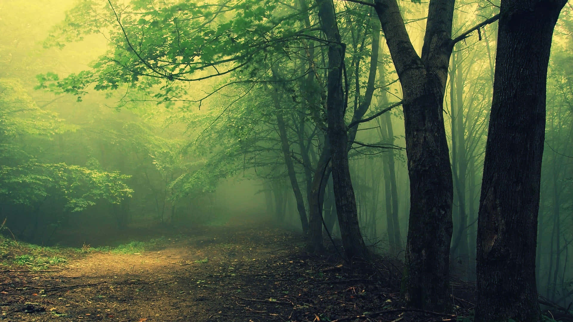 haunted forests, misty forest path, tall trees, Full HD Desktop Wallpaper